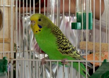 Où placer la cage d'une perruche ?