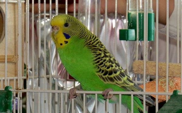 Où placer la cage d'une perruche ?