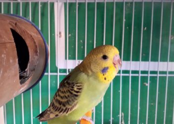 Où placer la cage d'une perruche ?