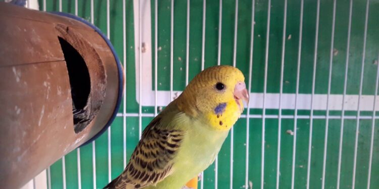 Où placer la cage d'une perruche ?