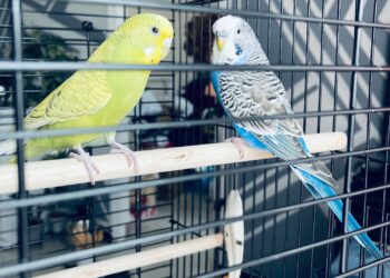 Où placer la cage d'une perruche ?