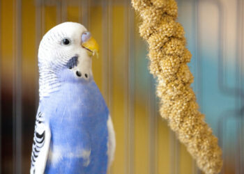 Où placer la cage d'une perruche ?