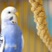 Où placer la cage d'une perruche ?