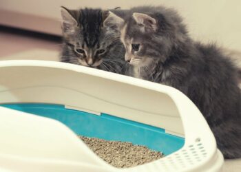 Où placer la litière dans la maison ?