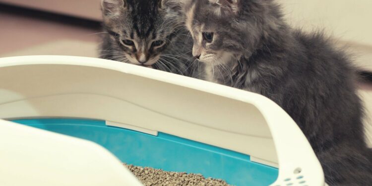 Où placer la litière dans la maison ?