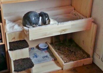 Où placer la litière d'un lapin ?