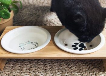 Où placer la litière et la gamelle du chat ?