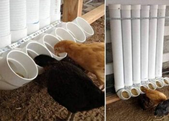 Où placer la mangeoire dans un poulailler ?