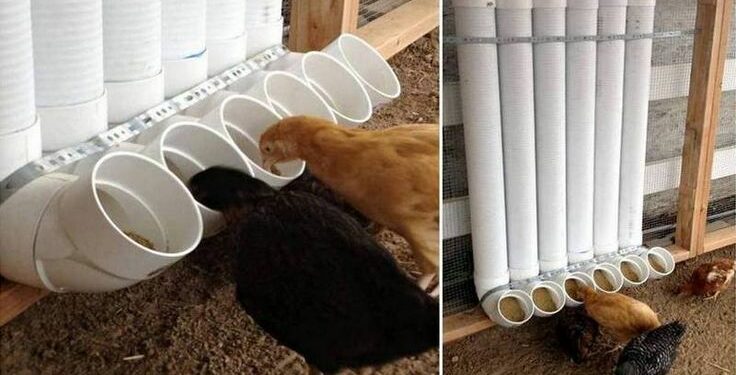 Où placer la mangeoire dans un poulailler ?