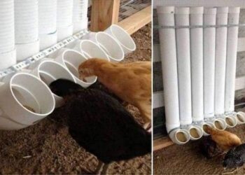 Où placer la mangeoire dans un poulailler ?