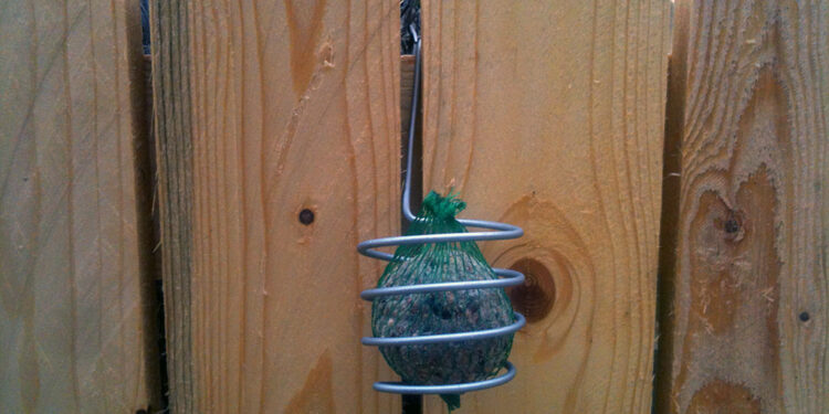 Où placer la nourriture pour les oiseaux ?