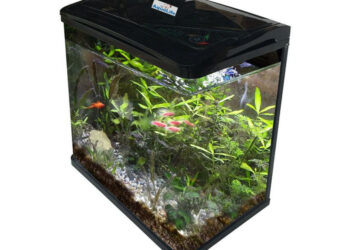 Où placer la pompe dans un aquarium ?