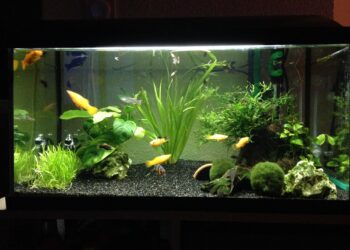 Où placer la pompe dans un aquarium ?