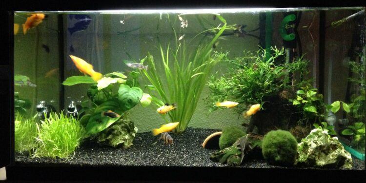Où placer le chauffage d'un aquarium ?