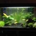 Où placer le chauffage d'un aquarium ?