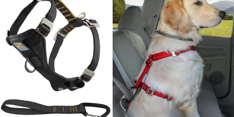 Où placer le chien dans la voiture ?