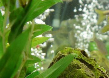 Où placer le diffuseur d'air dans l'aquarium ?