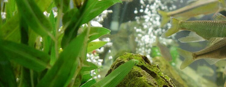 Où placer le diffuseur d'air dans l'aquarium ?