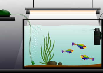Où placer le diffuseur d'air dans l'aquarium ?