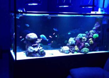 Où placer le diffuseur d'air dans l'aquarium ?