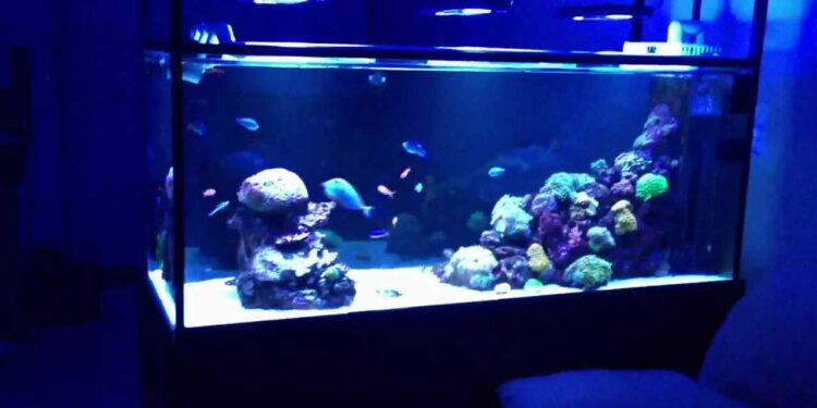 Où placer le diffuseur d'air dans l'aquarium ?