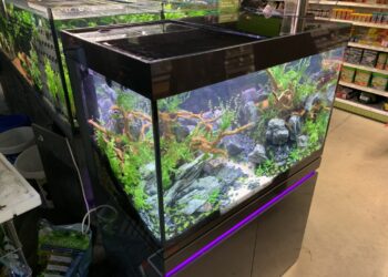 Où placer le diffuseur d'air dans l'aquarium ?