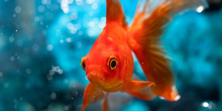 Où placer le diffuseur d'air dans l'aquarium ?