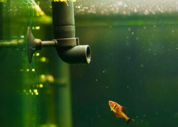 Où placer le filtre dans un aquarium ?