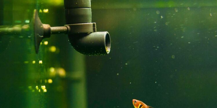 Où placer le filtre dans un aquarium ?
