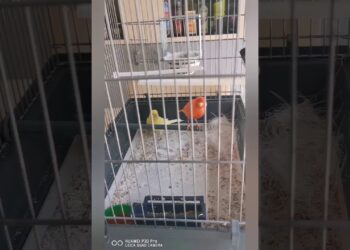 Où placer le nid dans la cage ?