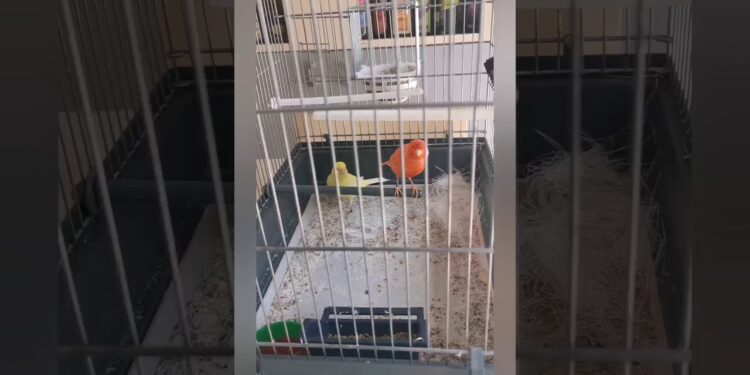 Où placer le nid dans la cage ?