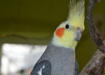 Où placer le nid dans la cage ?