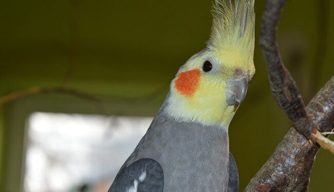 Où placer le nid dans la cage ?