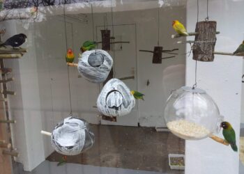 Où placer le nid dans la cage ?