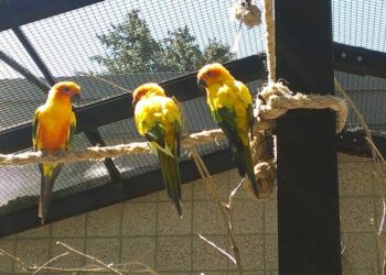 Où placer le nid dans la cage ?