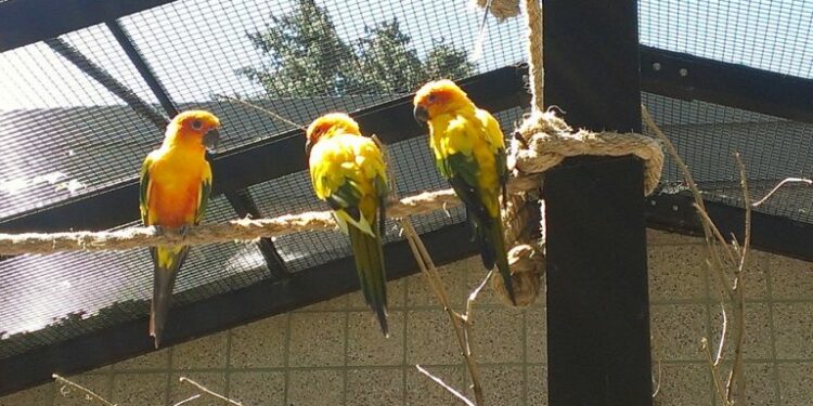 Où placer le nid dans la cage ?