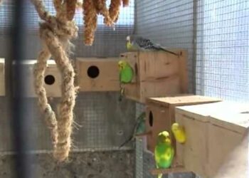 Où placer le nid dans la cage ?