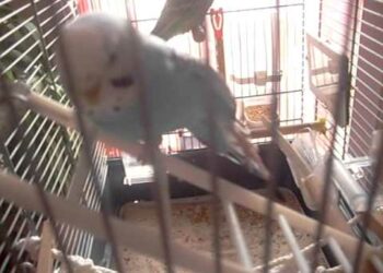 Où placer le nid pour perruche ?