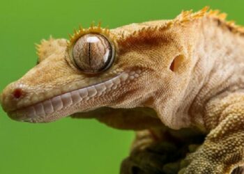 Où placer le tapis chauffant dans un terrarium ?