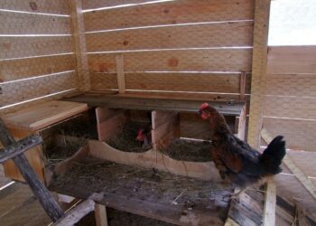 Où placer les pondoirs ?