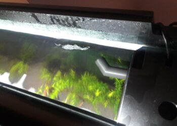 Où placer sa canne de rejet ?