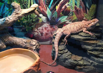 Où placer son terrarium ?