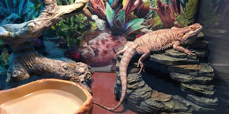 Où placer son terrarium ?