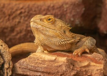 Où placer son terrarium ?