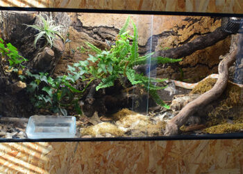 Où placer son vivarium ?