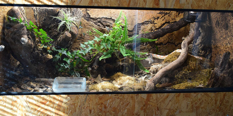 Où placer son vivarium ?