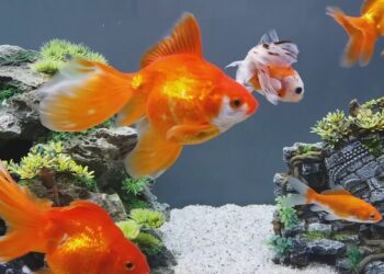 Où placer un aquarium dans la maison ?