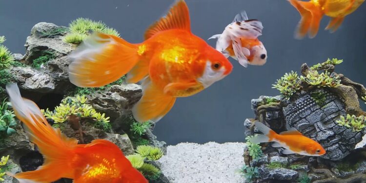 Où placer un aquarium dans la maison ?