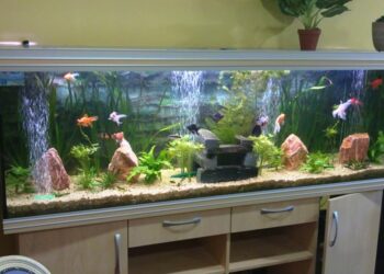 Où placer un aquarium dans la maison ?