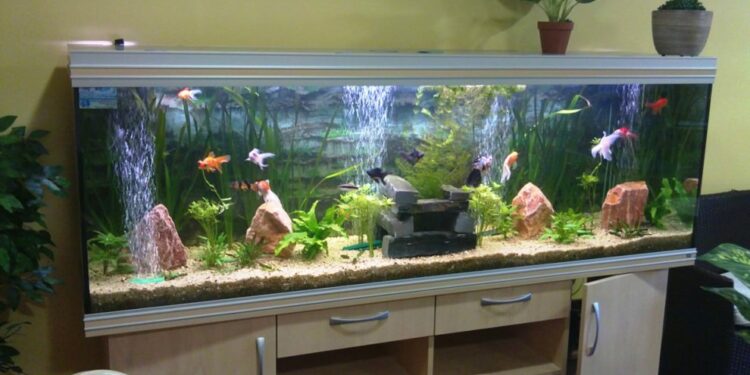 Où placer un aquarium dans la maison ?